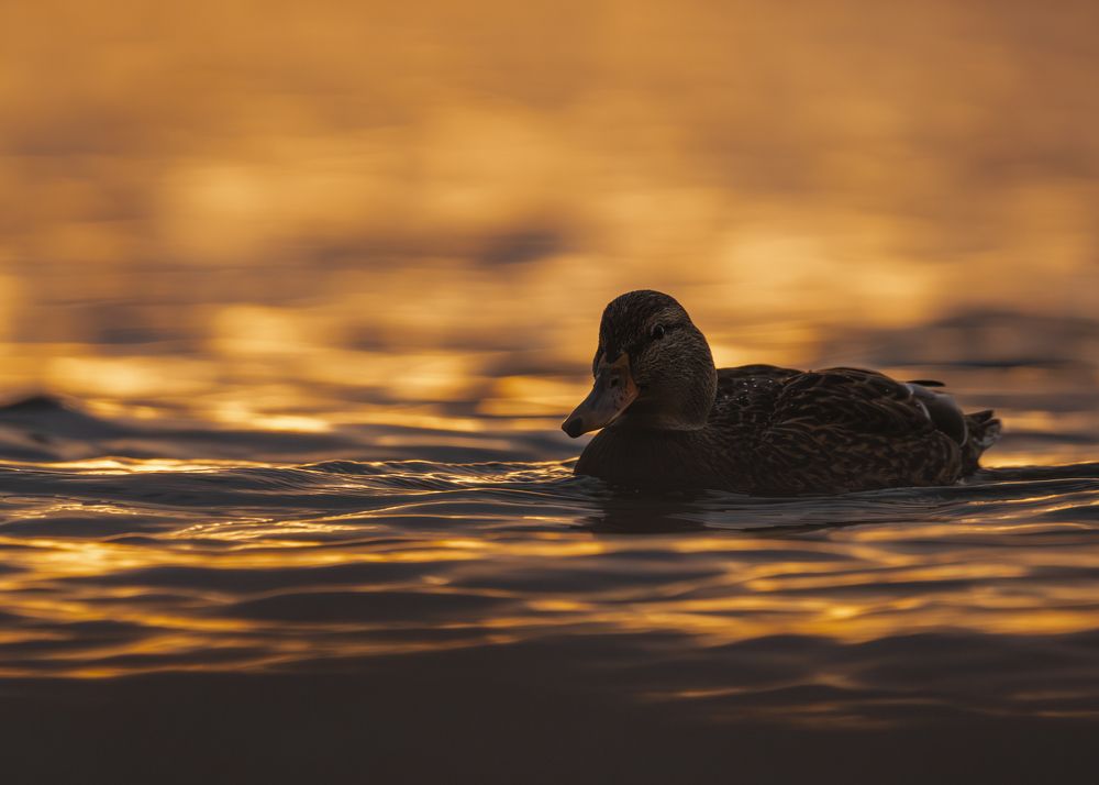 Photograph by Radosław Makowczyński