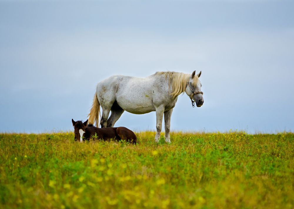 Photograph by Taras Shevchenko