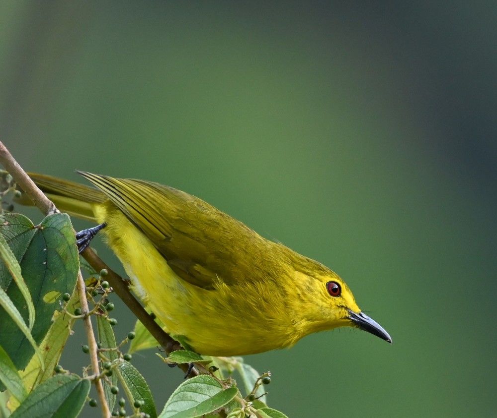 Фотография автора Nik Yog