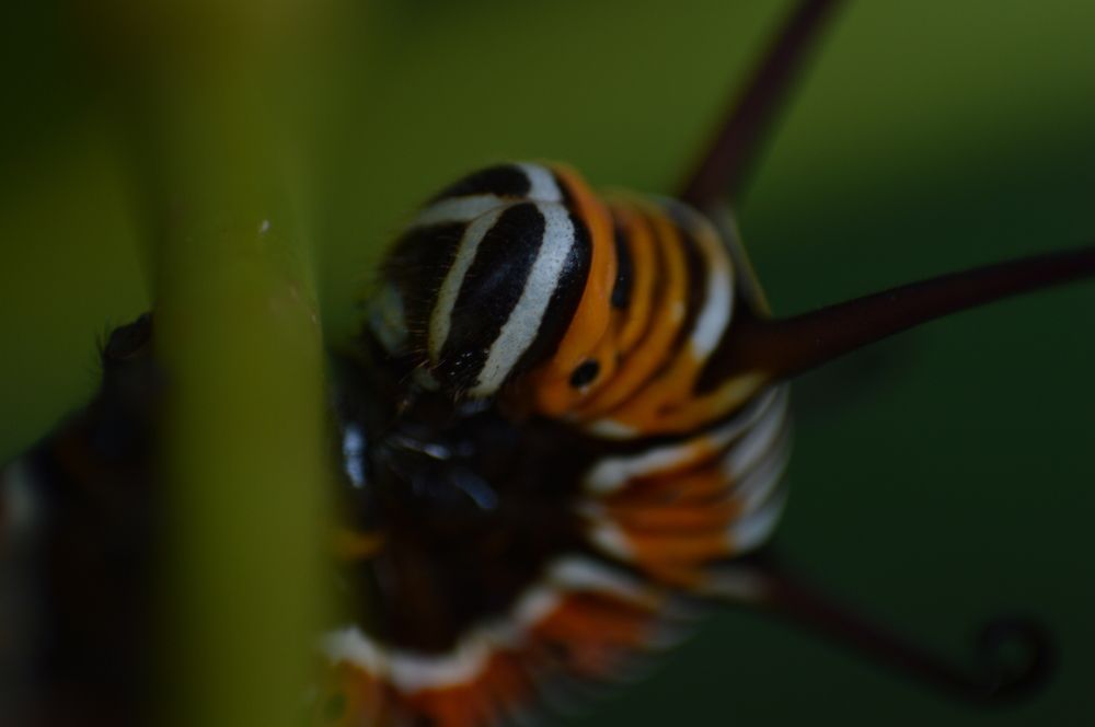 Фотография автора Nik Yog