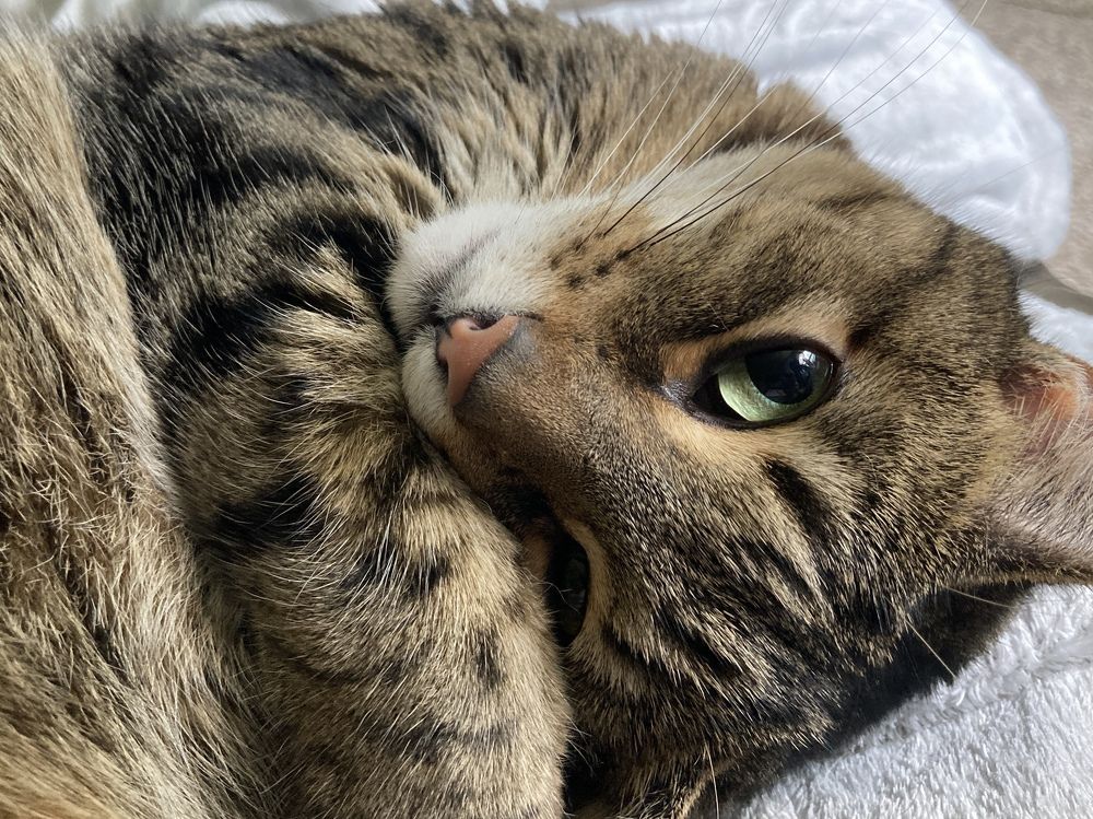 I’m adorable and I know it