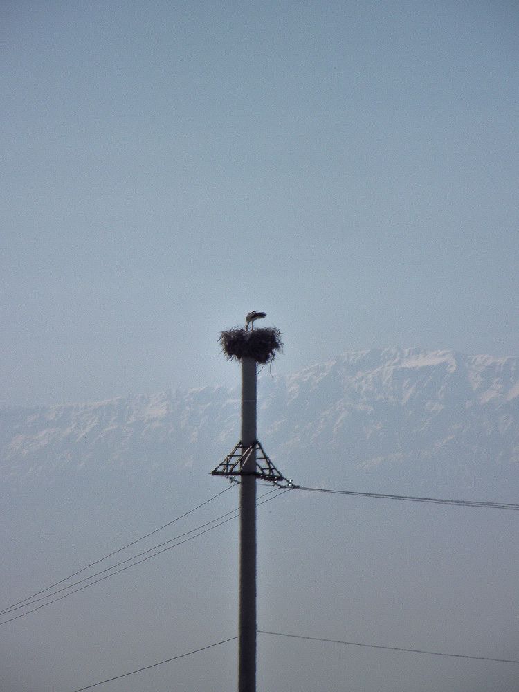 Photo #9904704