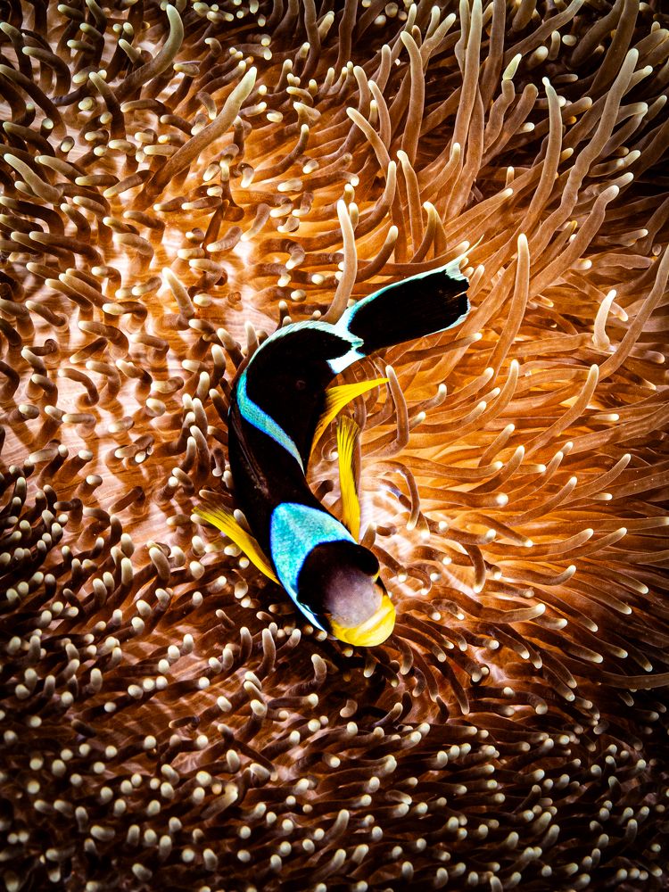 Photograph by Alexander Plakida