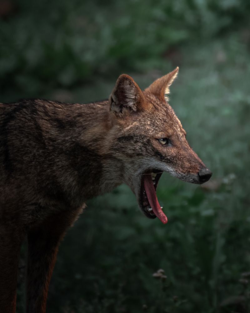 Photograph by Siddhartha Roy Choudhury