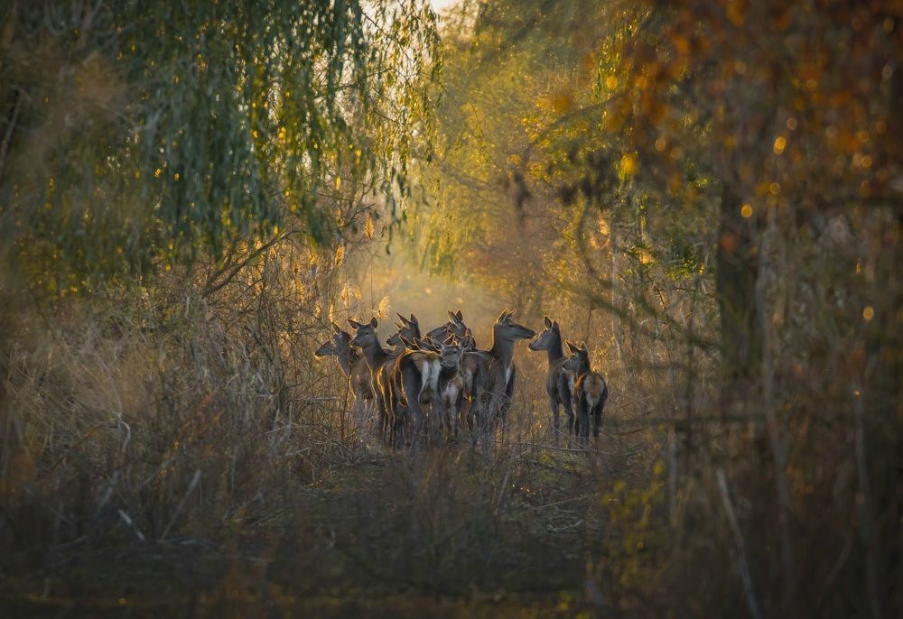 Фотография автора Sebastian Popa