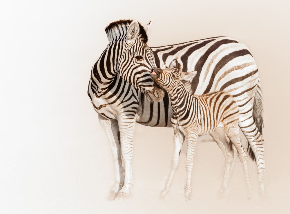 Photograph by Silvia Ribeiro