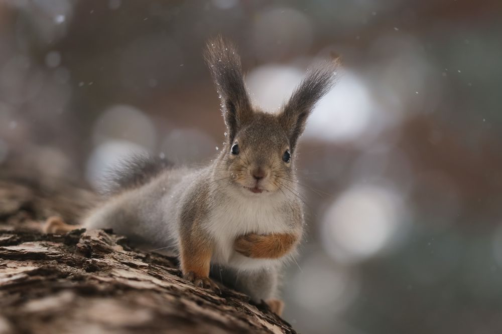 Photograph by Наталья Гайдукевич