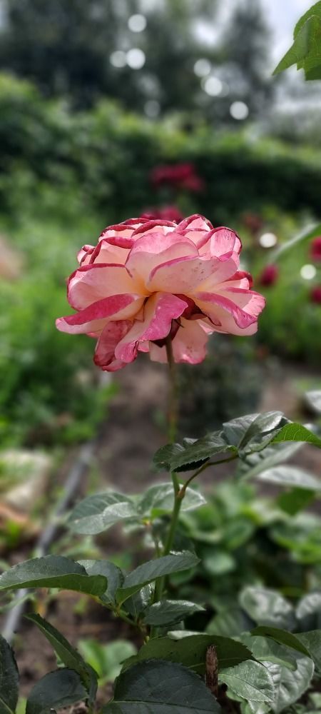 Photograph by Татьяна Мишкина