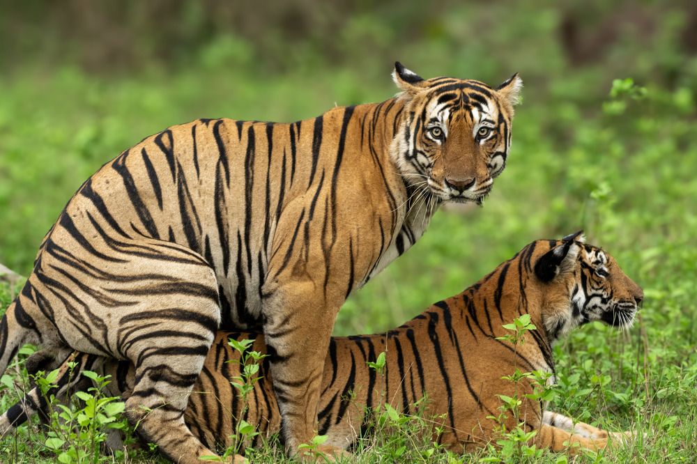 Photograph by Manthan Prasad