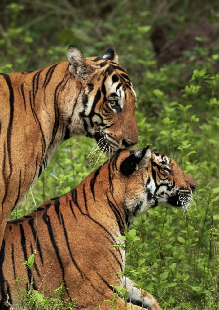 Photograph by Manthan Prasad