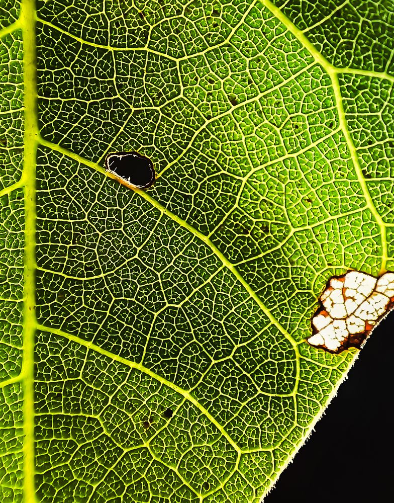 Фотография автора Gustavo