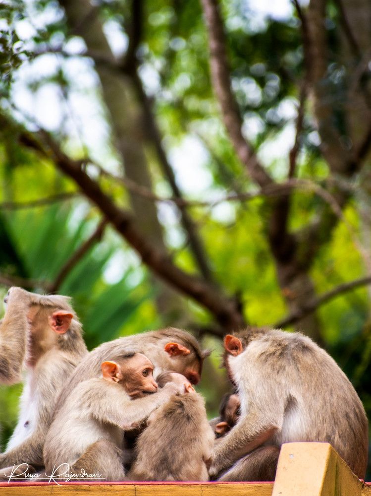 Фотография автора PriyaRajendran