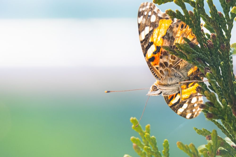 Photograph by Marin Karastoianov