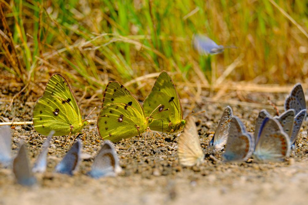 Photograph by Marin Karastoianov