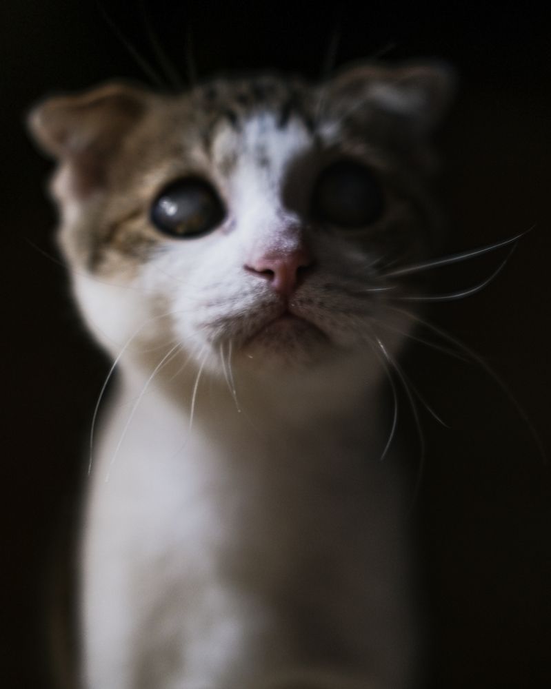 Фотография автора Gustavo