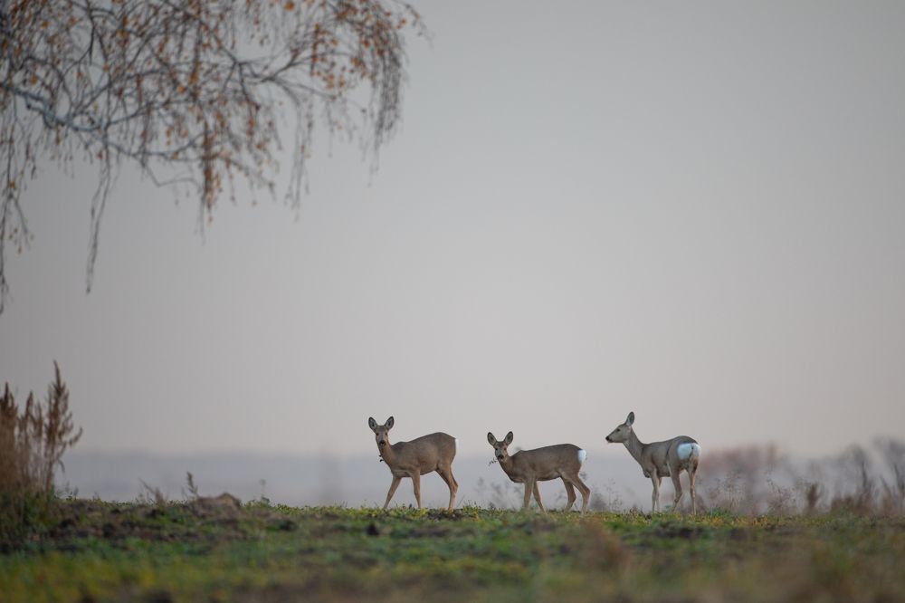 Фотография автора артем федоров