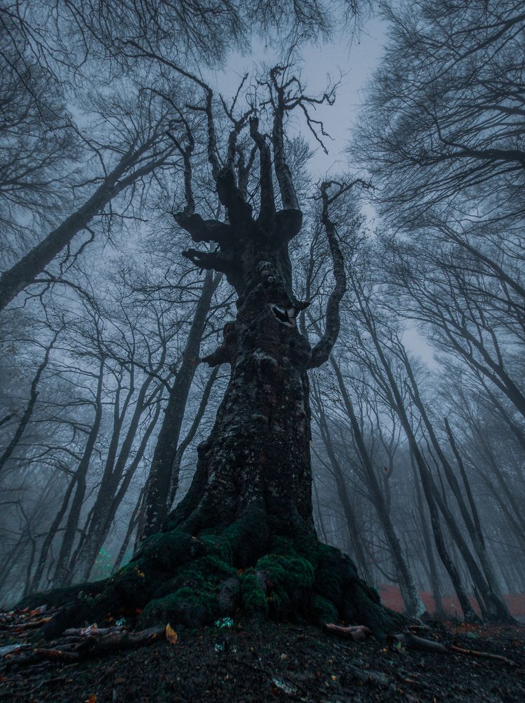 Там чудеса, там леший бродит...