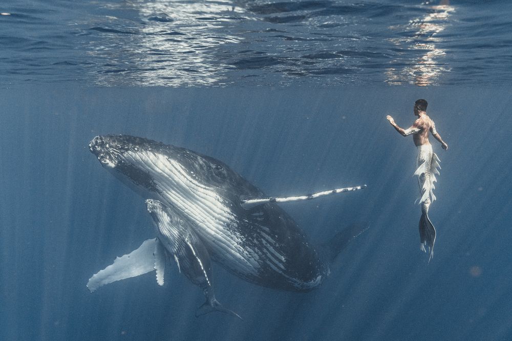 Mermaid and humpback whale