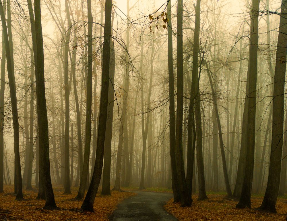 Фотография автора Александр Андреянов