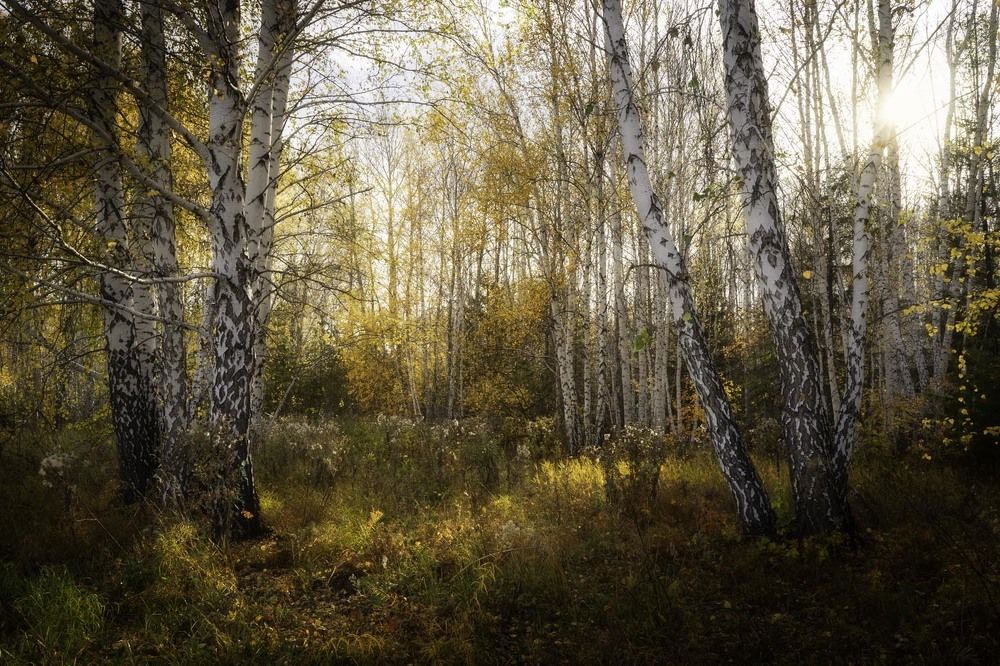 Фотография автора Татьяна Добровольская