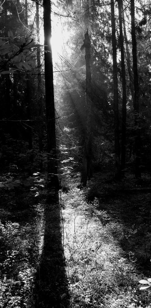 Photograph by Лариса Неудачина