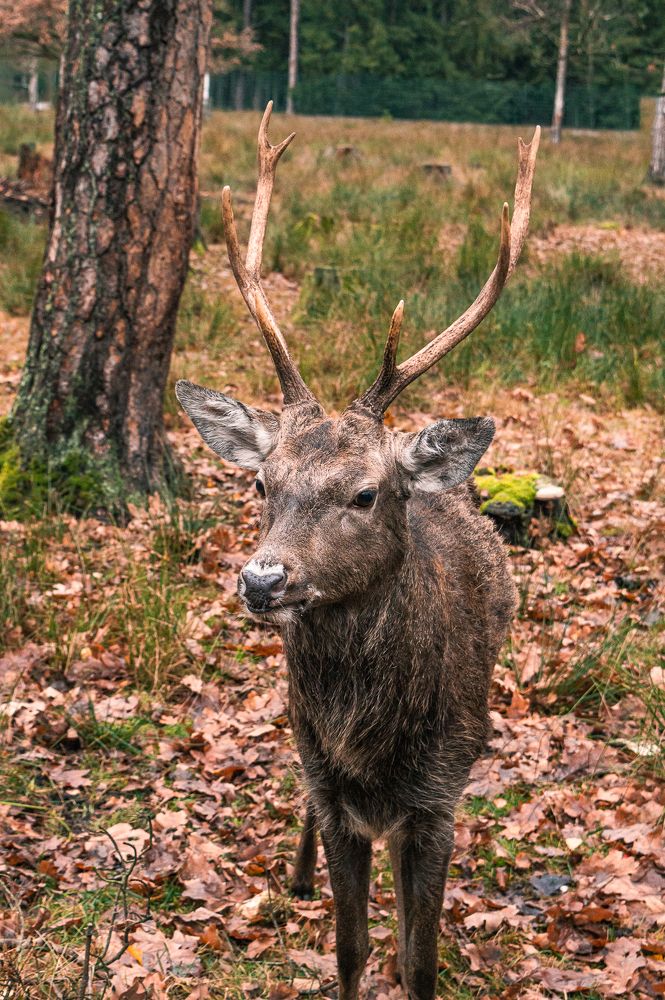 Photograph by Ирина Кочергина