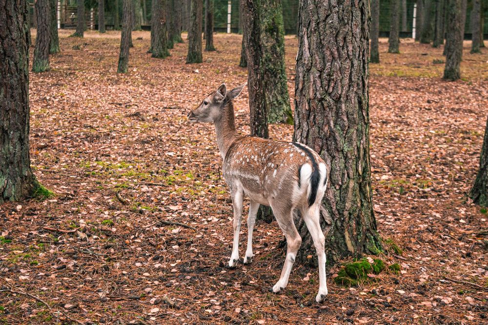 Photograph by Ирина Кочергина