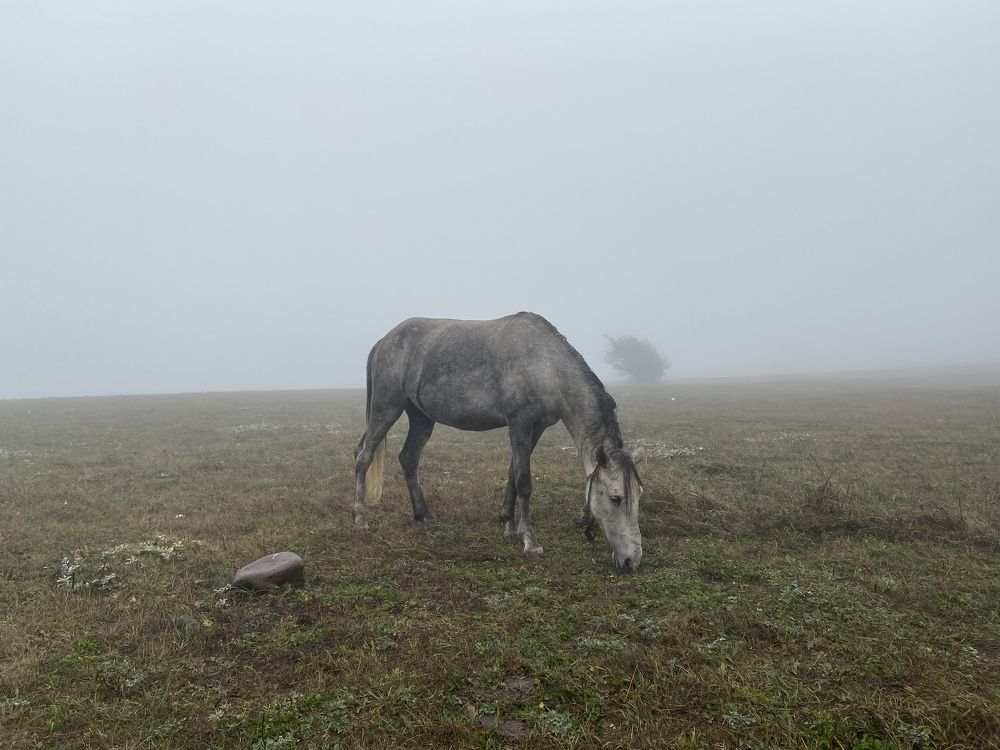 Photograph by Omid Negahban
