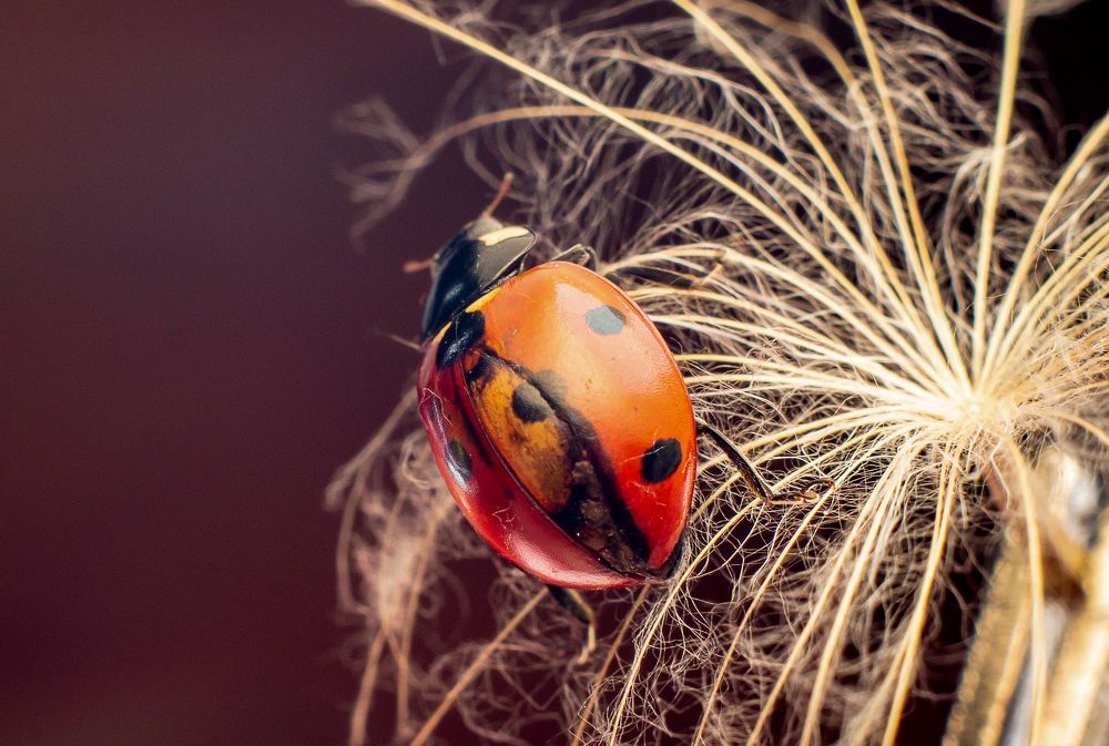 Photograph by Светлана Катанцева