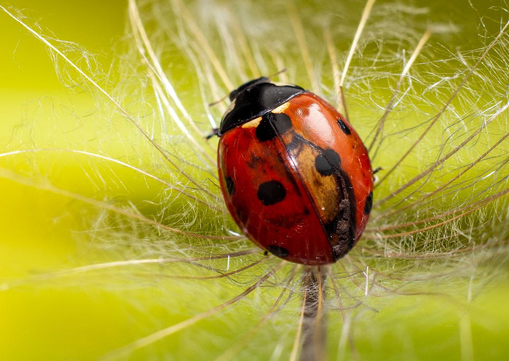 Photograph by Светлана Катанцева