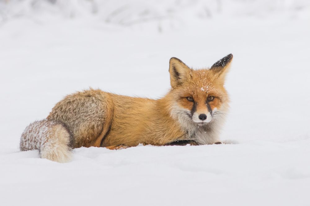 Фотография автора Суслов Дмитрий