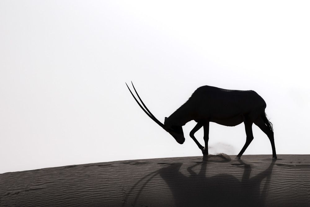 Wildlife of the Middle-East