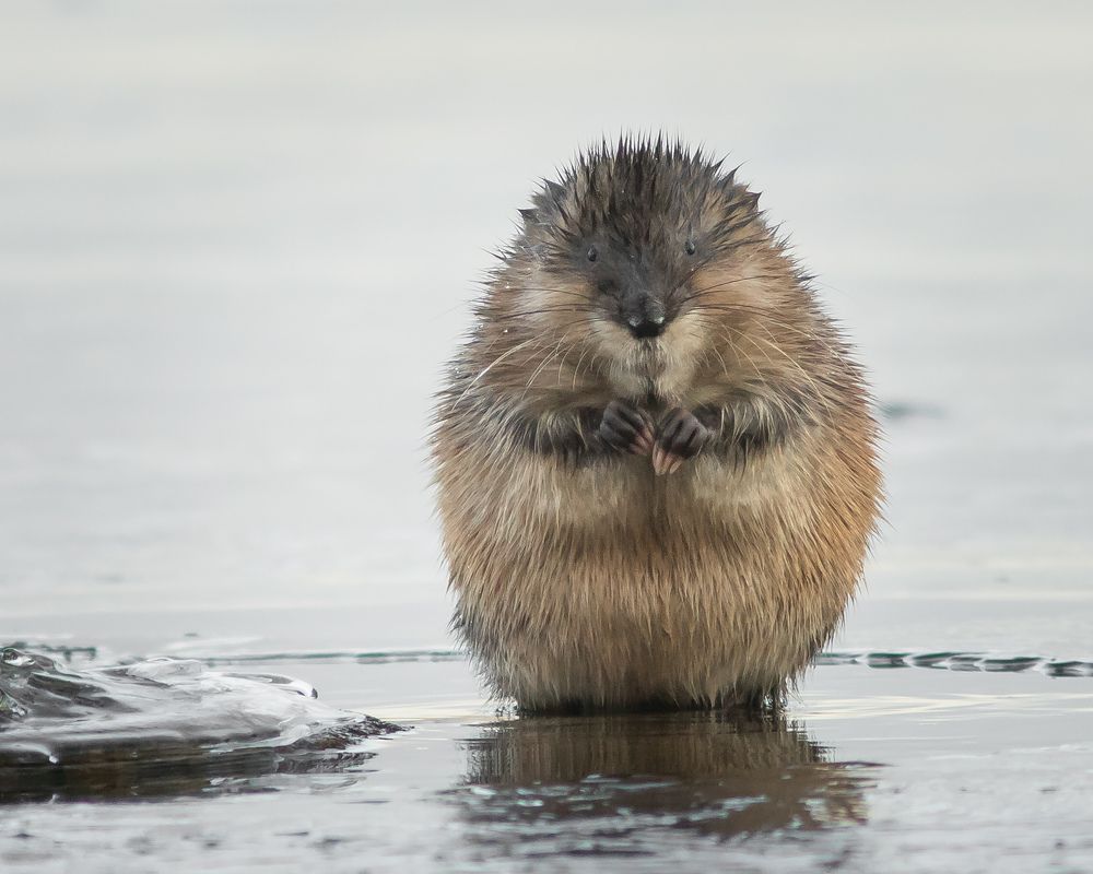 Photograph by Суслов Дмитрий