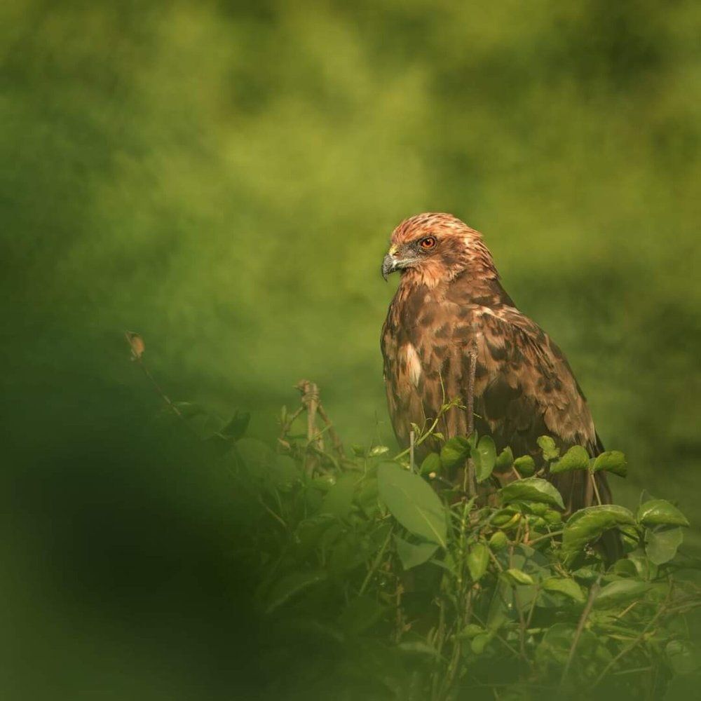 Photograph by Sathyan KM