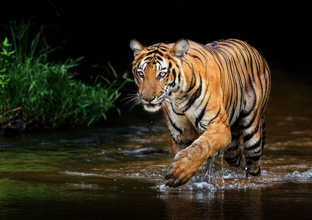 Photograph by Vishnu Gopal