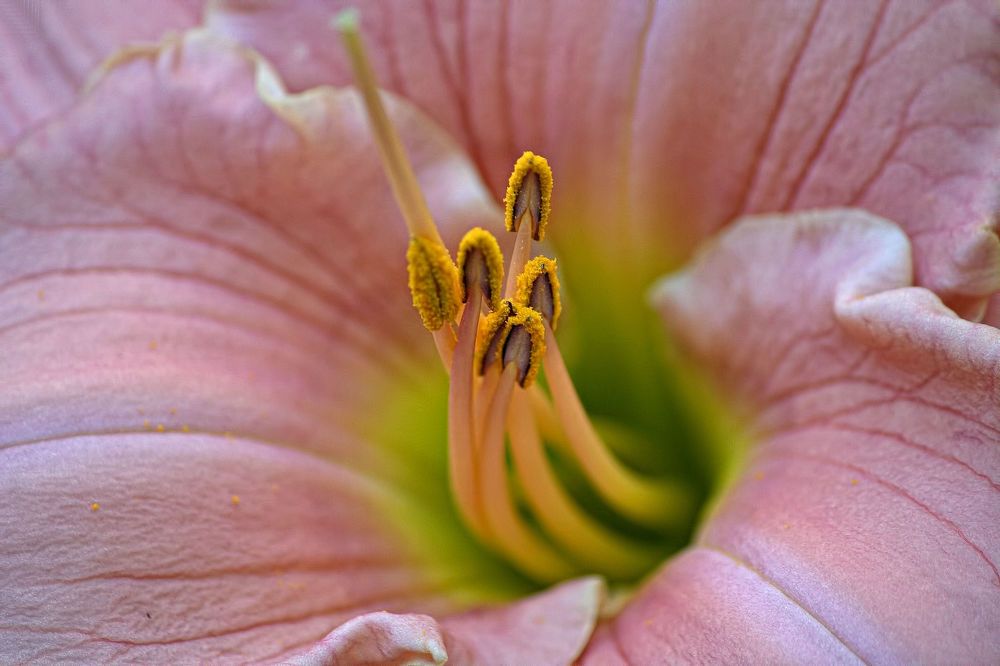 Photograph by A. G. Bisschop