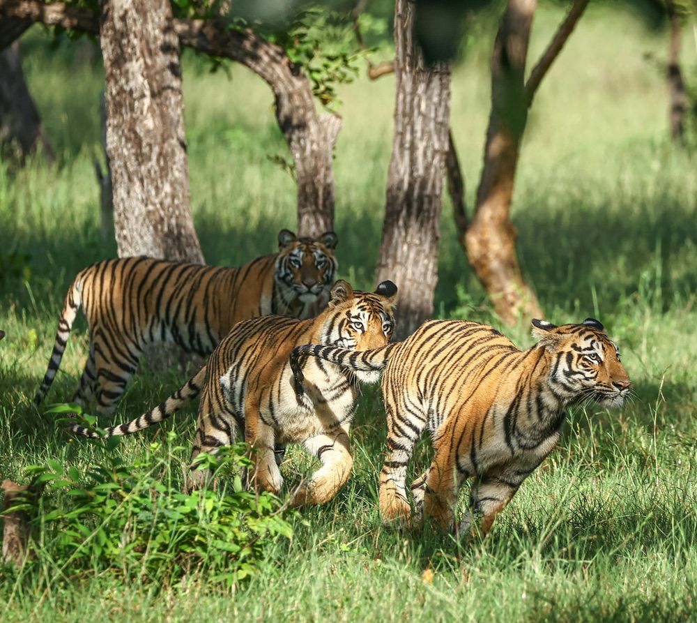 Photograph by RAVI S