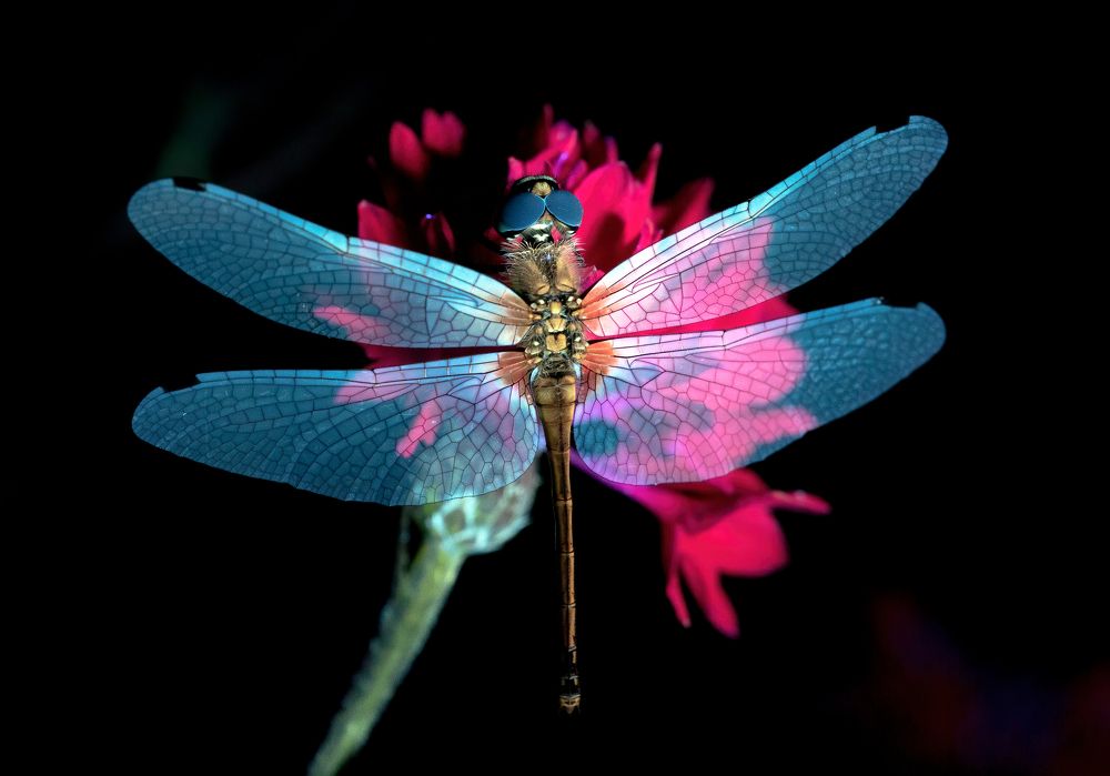 Photograph by Глеб Коровко