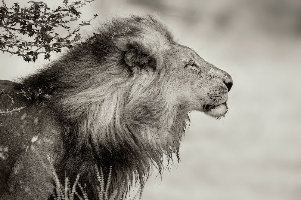 Photograph by Vishnu Gopal