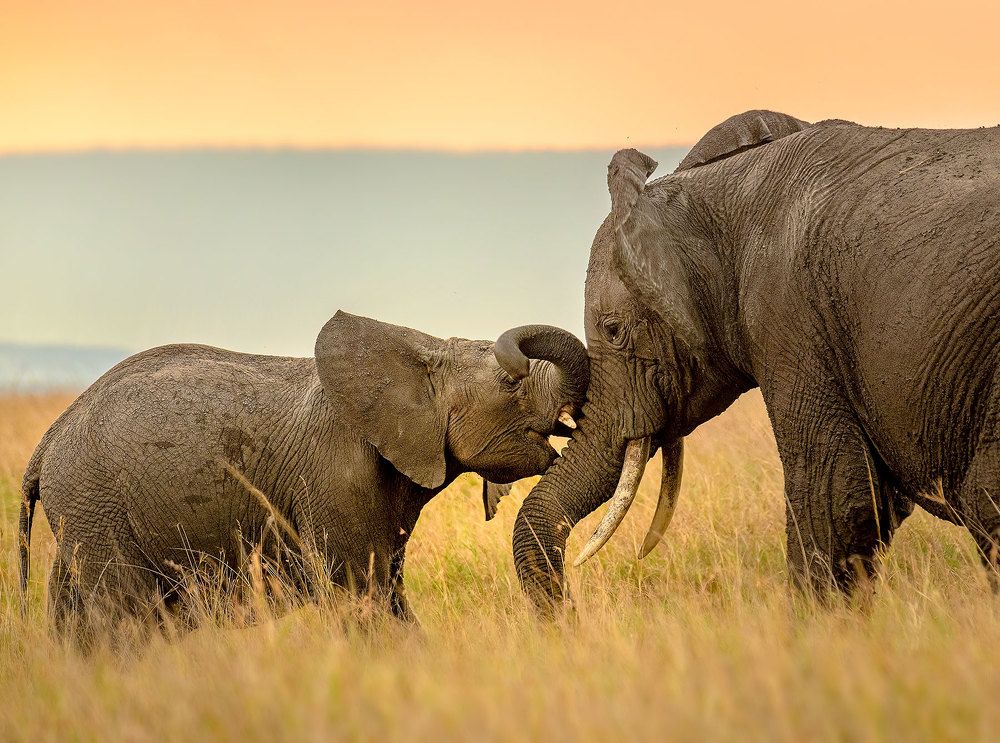 Photograph by Vishnu Gopal