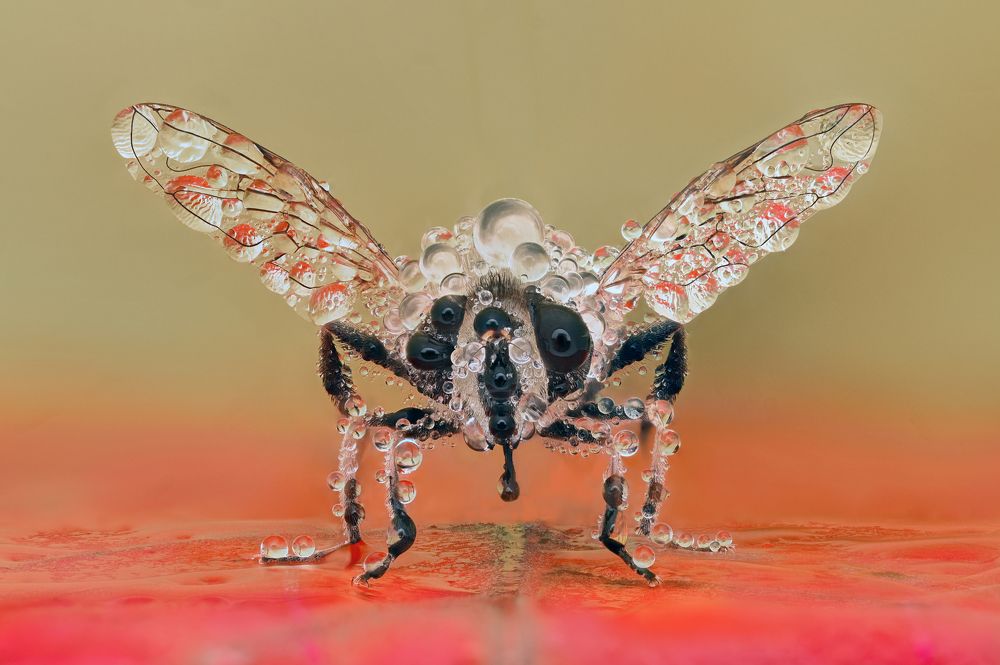 Photograph by Ganev Tsvetan