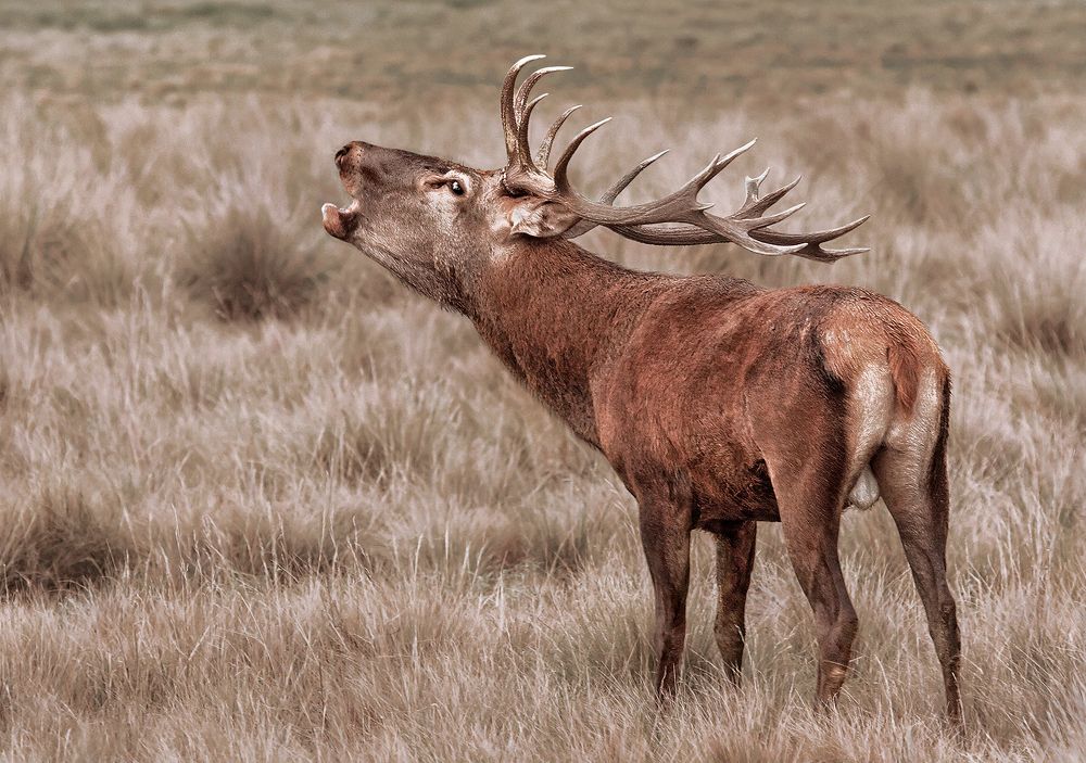 Photograph by Mario Fiorucci