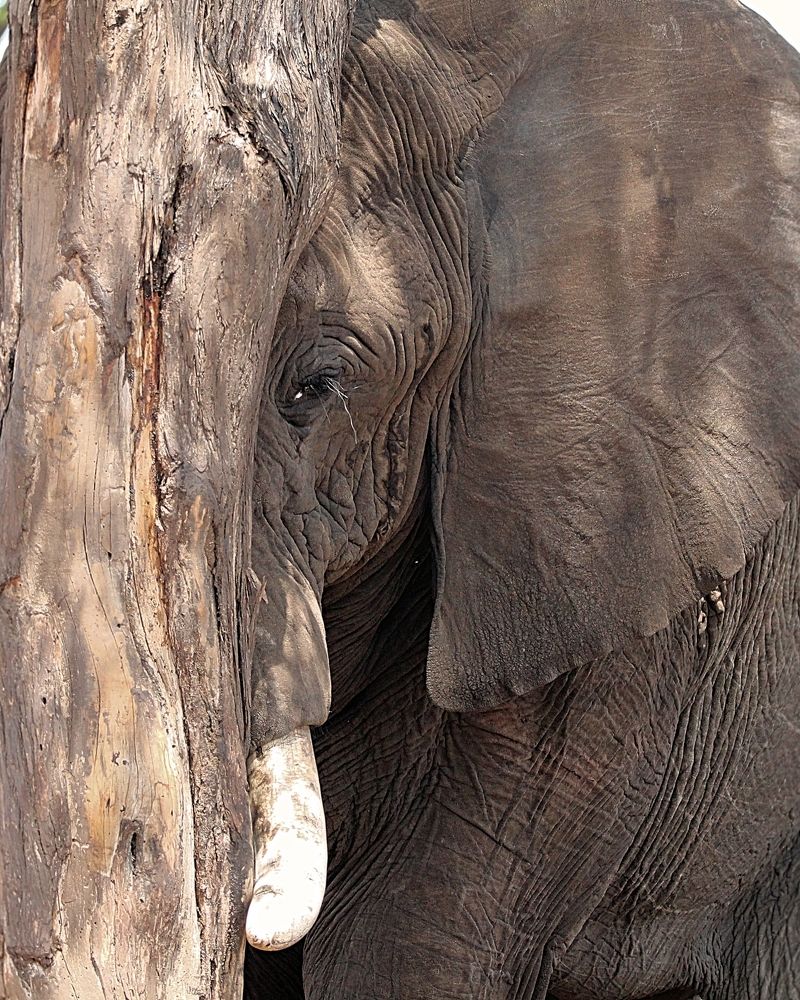 Photograph by Jacques Nel