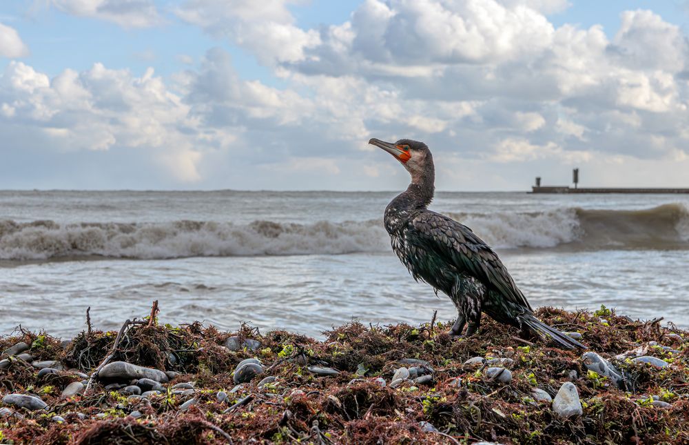 Photograph by Сергей Христинич