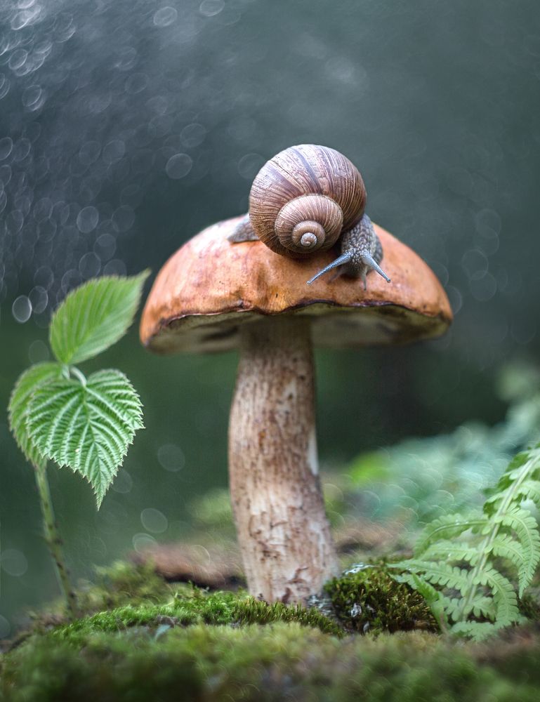 В сказочном лесу