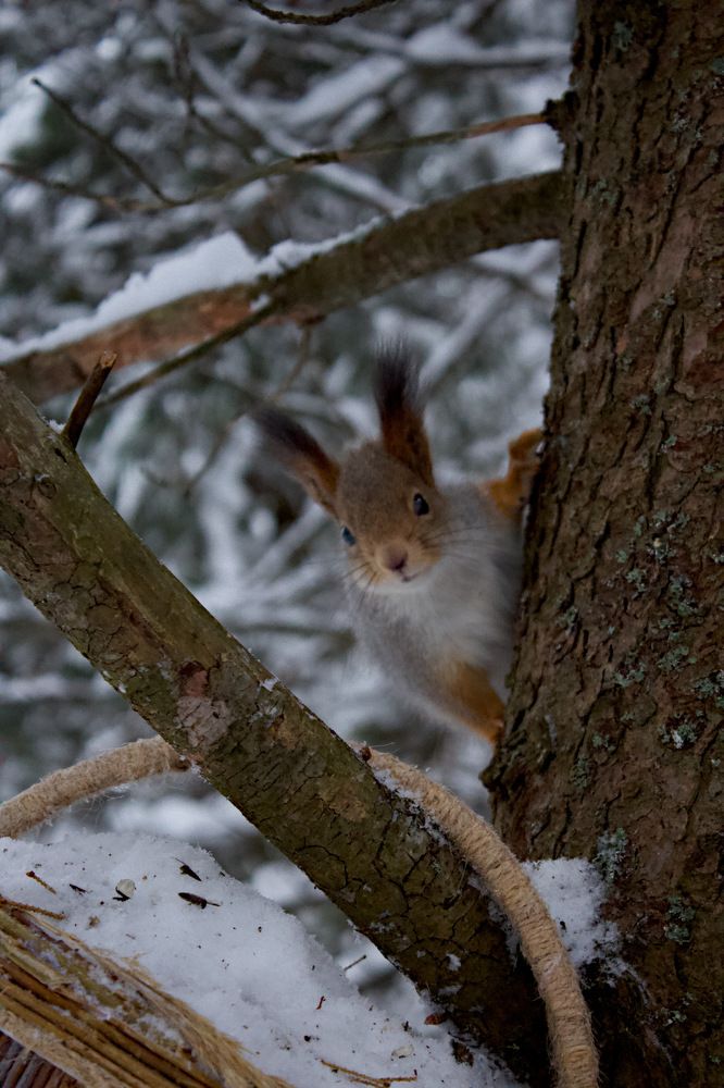 Photograph by Татьяна Пуртова
