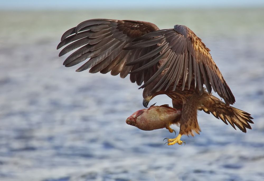 - Вроде бы с икрой!