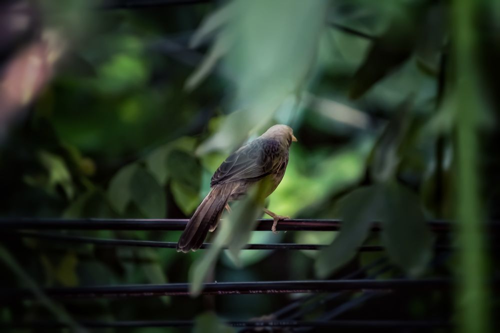 Photograph by Bragadeesh R