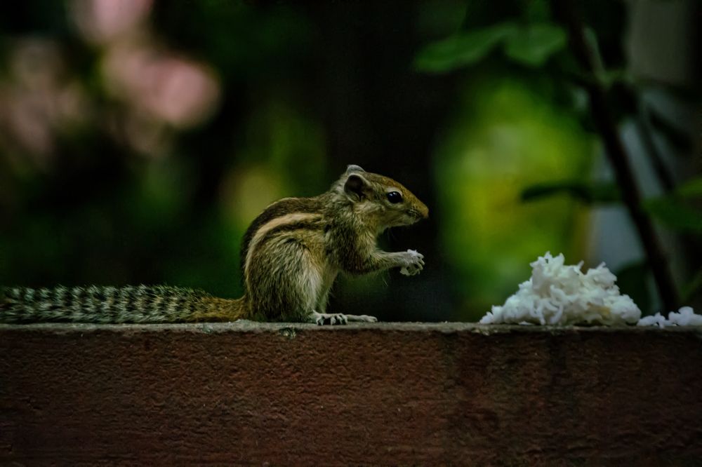 Photograph by Bragadeesh R