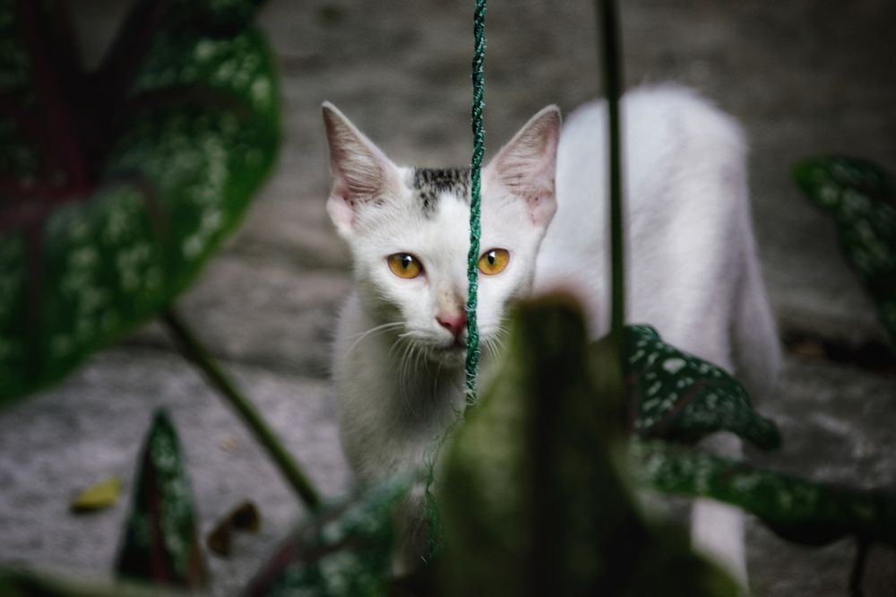an white Arabian Mau cat